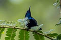 Black Sunbird Leptocoma aspasia auriceps