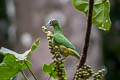 Blue-capped Fruit Dove Ptilinopus monacha