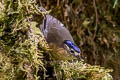 Blue-capped Ifrit Ifrita kowaldi