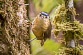 Blue-capped Ifrit Ifrita kowaldi