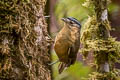 Blue-capped Ifrit Ifrita kowaldi