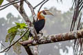 Blyth's Hornbill Rhyticeros plicatus