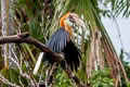 Blyth's Hornbill Rhyticeros plicatus