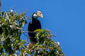 Blyth's Hornbill Rhyticeros plicatus