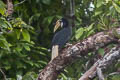 Blyth's Hornbill Rhyticeros plicatus