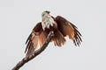 Brahminy Kite Haliastur indus girrenera