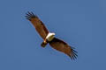 Brahminy Kite Haliastur indus intermedius