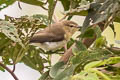 Brown-breasted Gerygone Gerygone ruficollis