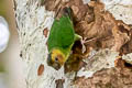 Buff-faced Pygmy Parrot Micropsitta pusio beccarii