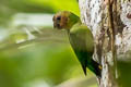 Buff-faced Pygmy Parrot Micropsitta pusio beccarii