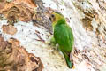 Buff-faced Pygmy Parrot Micropsitta pusio beccarii