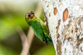 Buff-faced Pygmy Parrot Micropsitta pusio beccarii