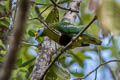 Carunculated Fruit Dove Ptilinopus granulifrons