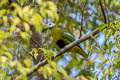 Carunculated Fruit Dove Ptilinopus granulifrons