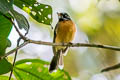 Chestnut-bellied Fantail Rhipidura hyperythra hyperythra