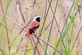 Chestnut-breasted Mannikin Lonchura castaneothorax sharpii
