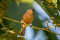 Cinnamon-breasted Whistler Pachycephala johni