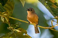 Cinnamon-breasted Whistler Pachycephala johni