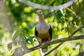 Cinnamon-bellied Imperial Pigeon Ducula basilica obiensis