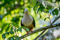 Cinnamon-bellied Imperial Pigeon Ducula basilica obiensis