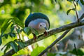 Cinnamon-bellied Imperial Pigeon Ducula basilica obiensis