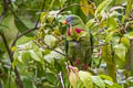 Claret-breasted Fruit Dove Ptilinopus viridis pectoralis