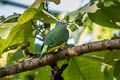 Coroneted Fruit Dove Ptilinopus coronulatus geminus