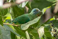 Coroneted Fruit Dove Ptilinopus coronulatus geminus