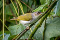 Cream-throated White-eye Zosterops atriceps atriceps (Black-fronted White-eye)