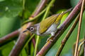 Cream-throated White-eye Zosterops atriceps atriceps (Black-fronted White-eye)