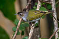 Cream-throated White-eye Zosterops atriceps atriceps (Black-fronted White-eye)