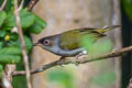 Cream-throated White-eye Zosterops atriceps atriceps (Black-fronted White-eye)