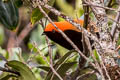 Crested Satinbird Cnemophilus macgregorii sanguineus