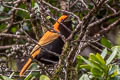 Crested Satinbird Cnemophilus macgregorii sanguineus