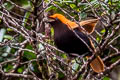 Crested Satinbird Cnemophilus macgregorii sanguineus