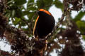 Crested Satinbird Cnemophilus macgregorii sanguineus