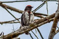 Crimson-crowned Flowerpecker Dicaeum nehrkorni