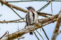 Crimson-crowned Flowerpecker Dicaeum nehrkorni