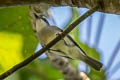 Drab Whistler Pachycephala griseonota cinerascens