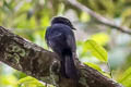 Drongo Fantail Chaetorhynchus papuensis