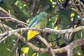 Dwarf Fruit Dove Ptilinopus nanus