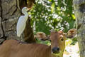 Eastern Cattle Egret Ardea coromandus