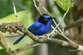 Emperor Fairywren Malurus cyanocephalus mysorensis