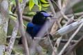 Emperor Fairywren Malurus cyanocephalus mysorensis