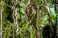 Feline Owlet-nightjar Aegotheles insignis