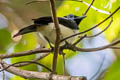 Frilled Monarch Arses telescopthalmus telescopthalmus
