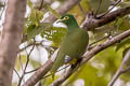 Geelvink Fruit Dove Ptilinopus speciosus