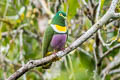 Geelvink Fruit Dove Ptilinopus speciosus