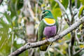 Geelvink Fruit Dove Ptilinopus speciosus