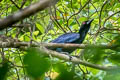 Glossy-mantled Manucode Manucodia ater ater